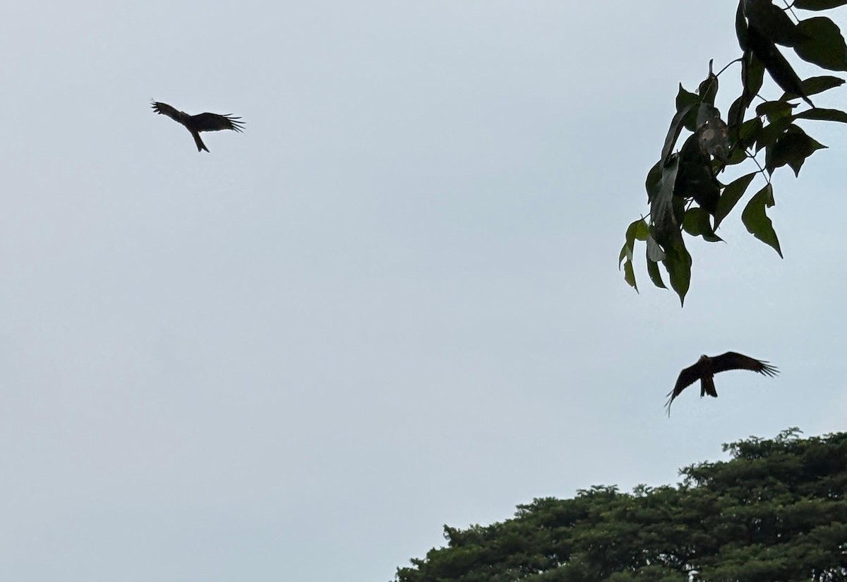 Black Kite - ML645773904