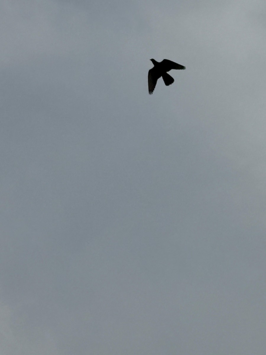 Black Kite - ML645773905