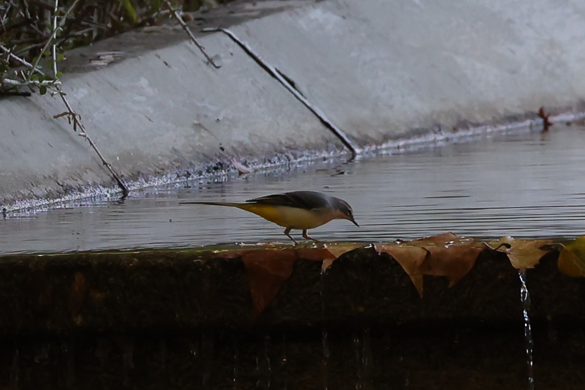 Gray Wagtail - ML645773907
