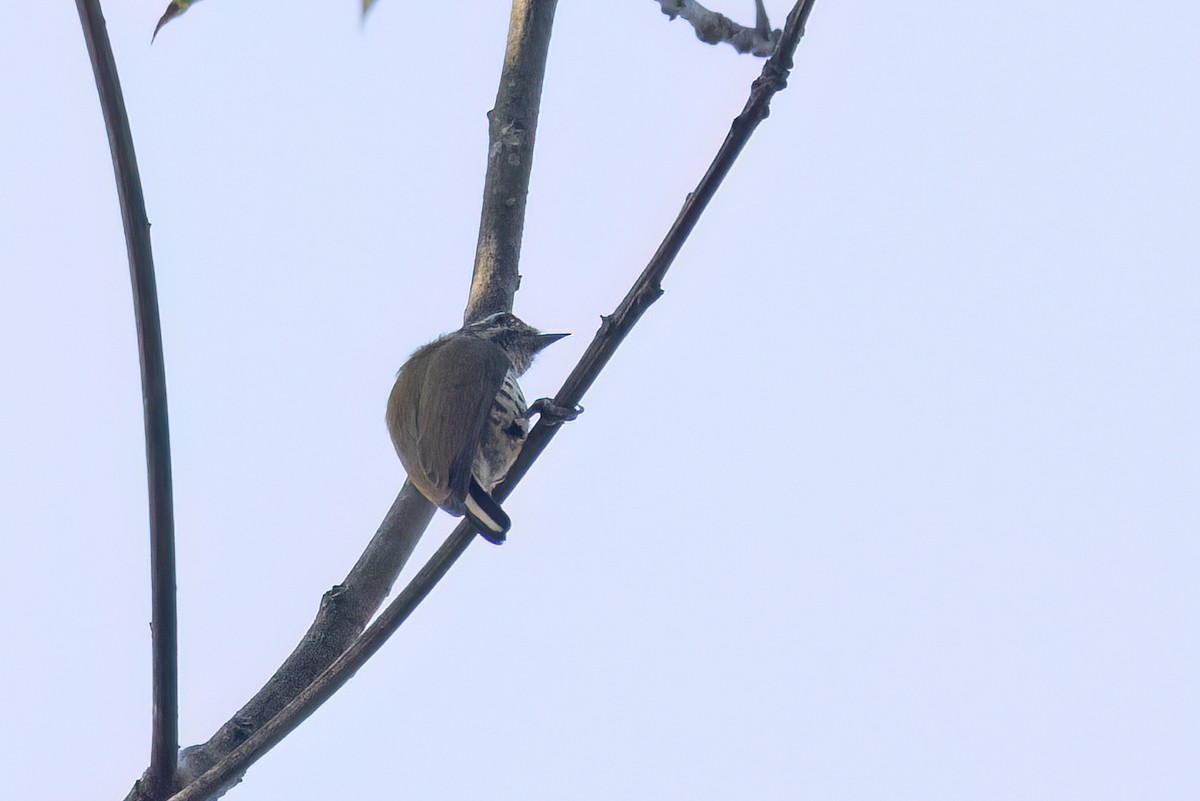 Speckled Piculet - ML645773908