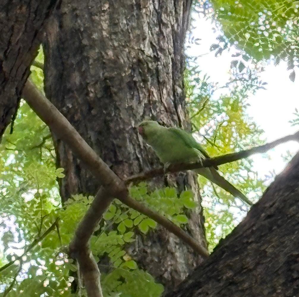 Rose-ringed Parakeet - ML645773910