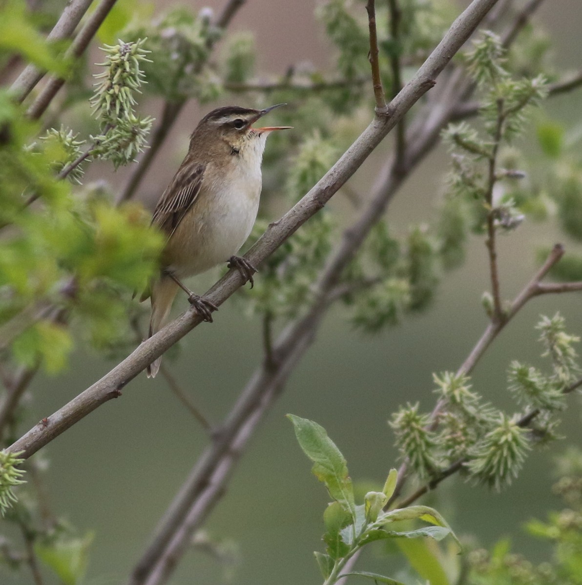 Sedge Warbler - ML645773911