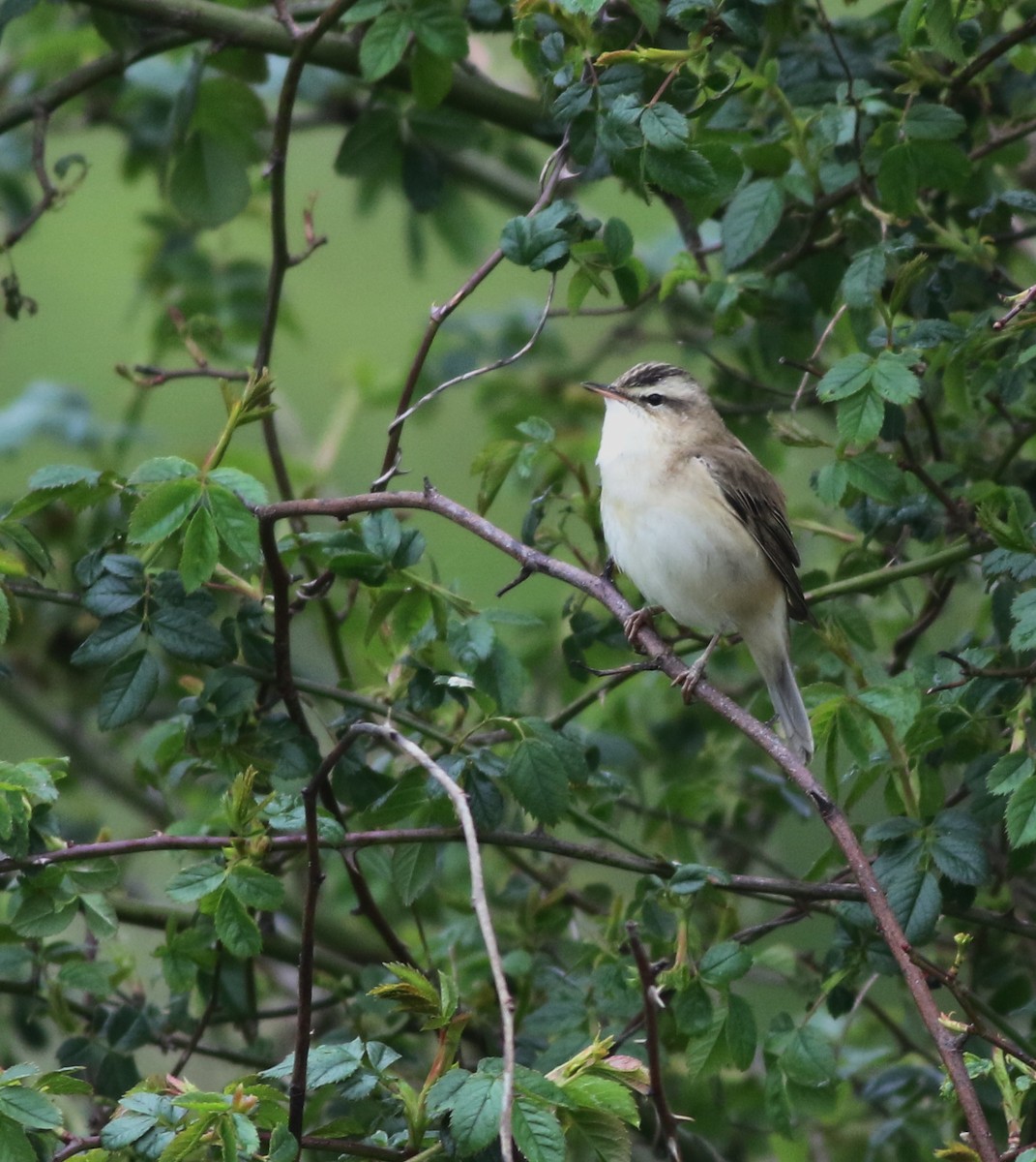 Sedge Warbler - ML645773912
