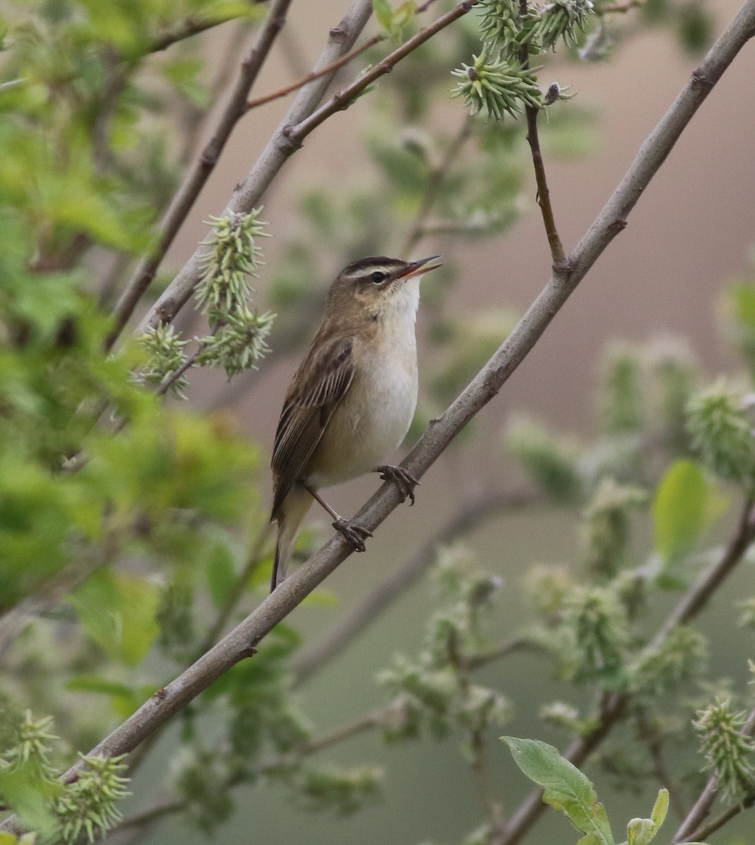 Sedge Warbler - ML645773913
