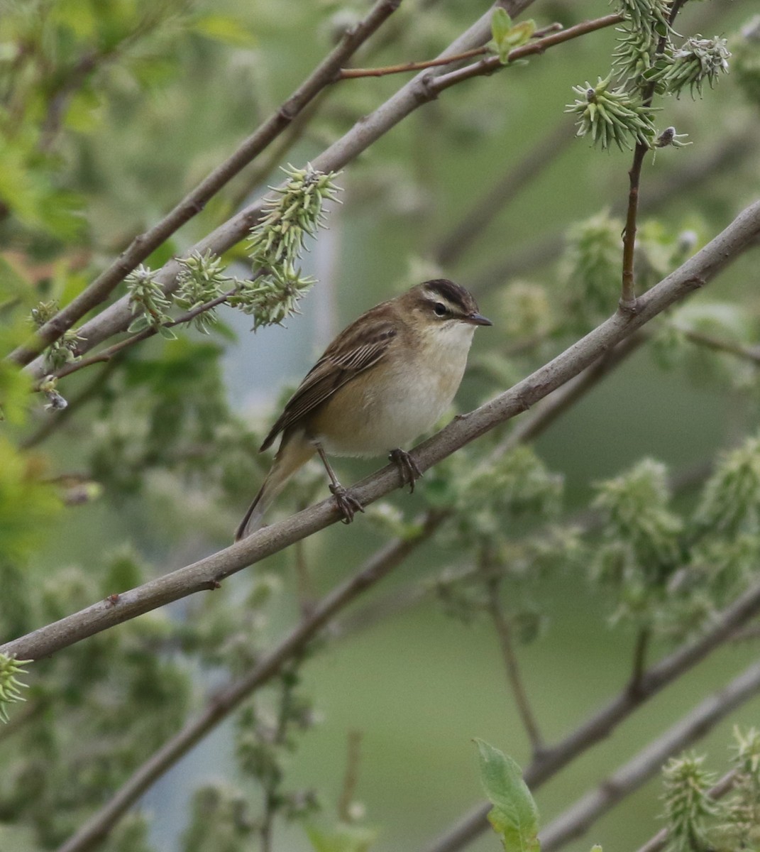 Sedge Warbler - ML645773914