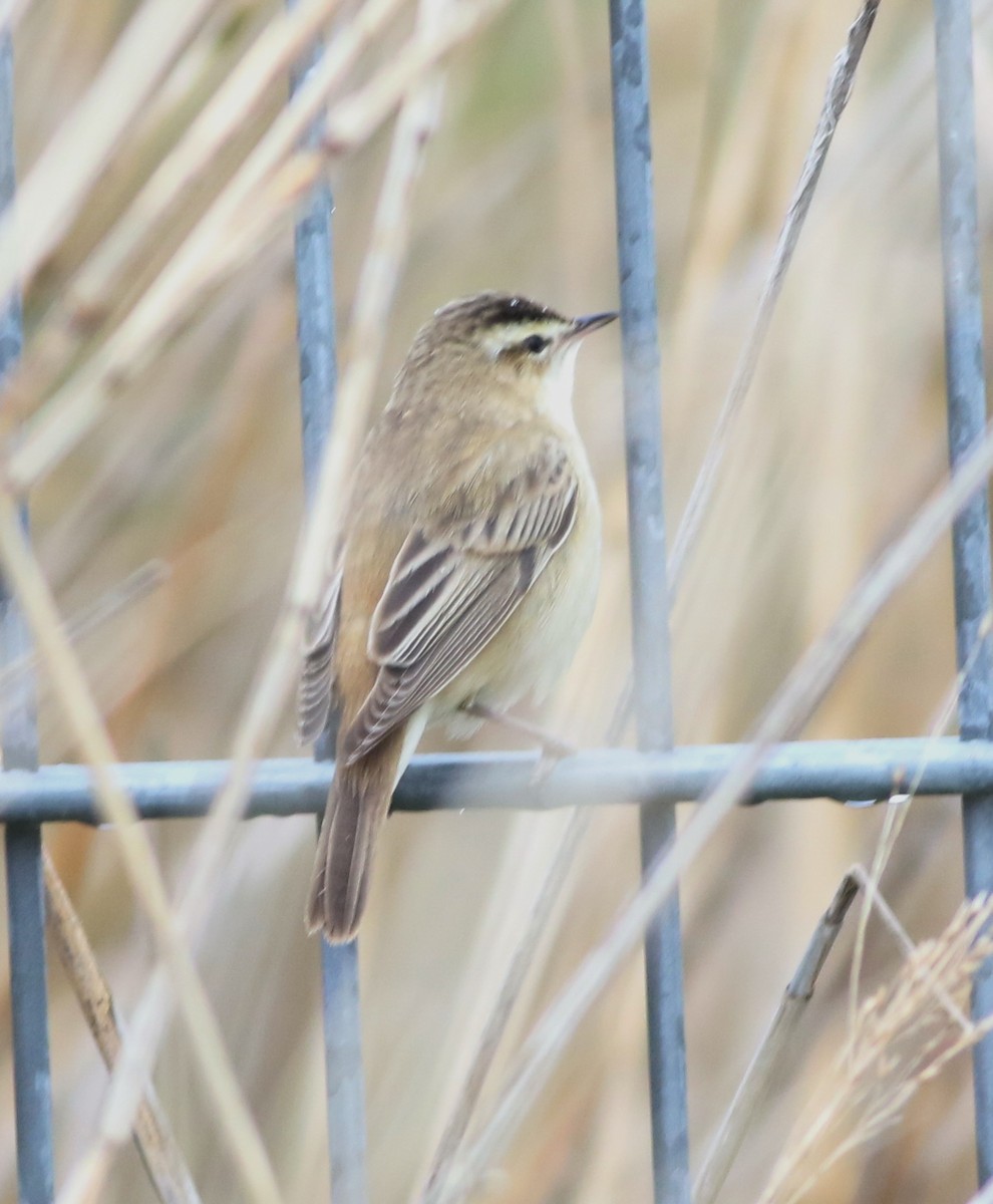 Sedge Warbler - ML645773915