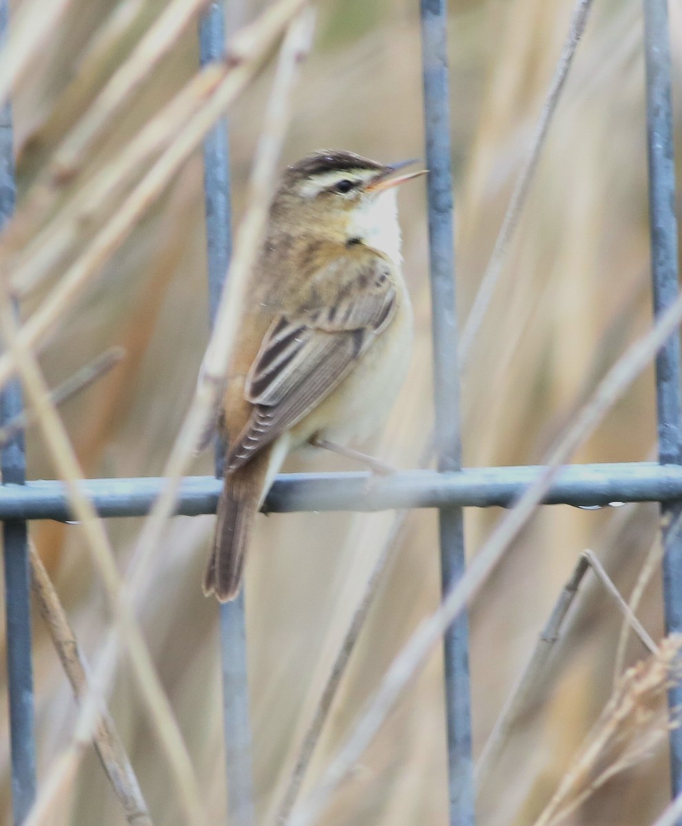 Sedge Warbler - ML645773916