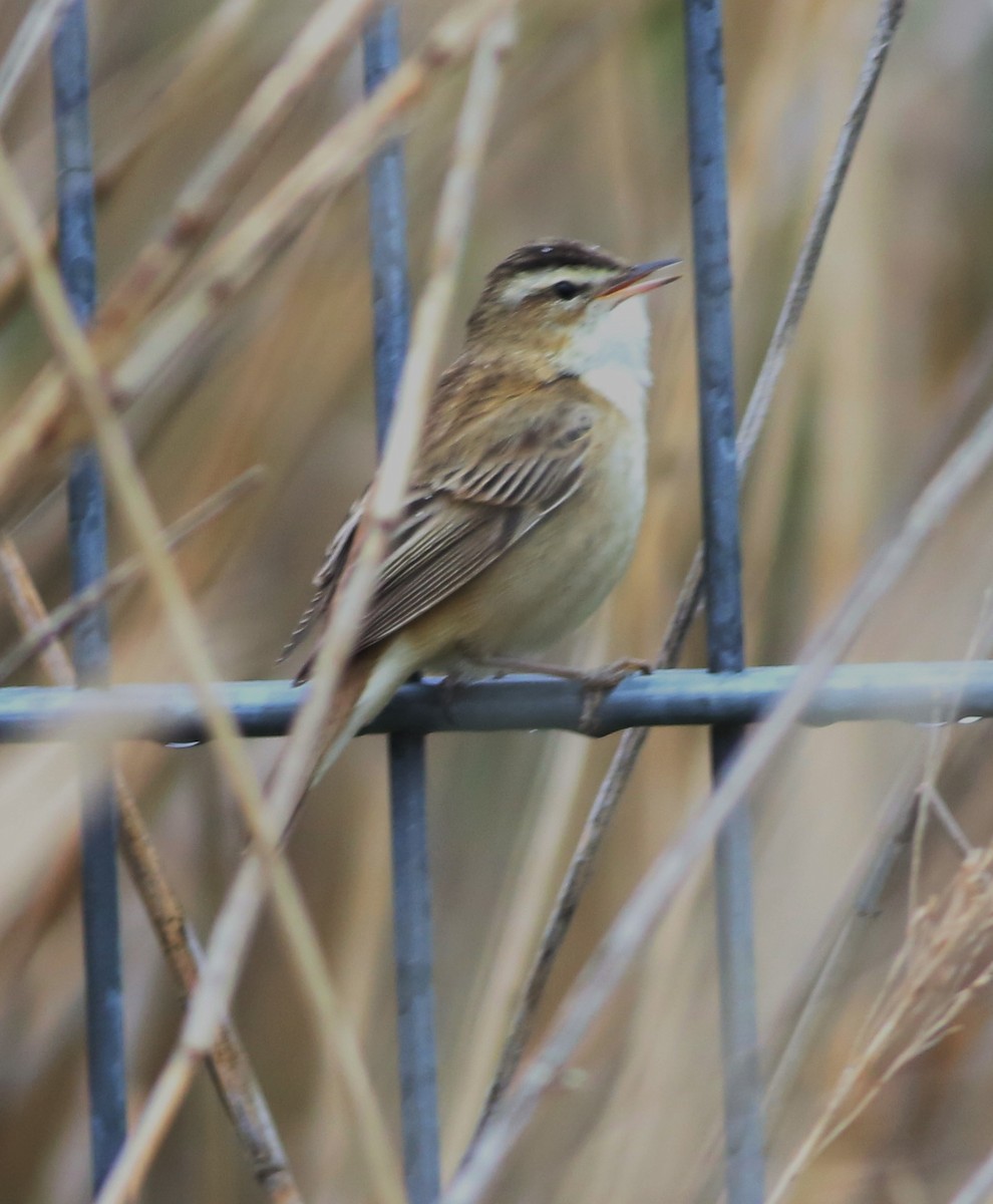 Sedge Warbler - ML645773917