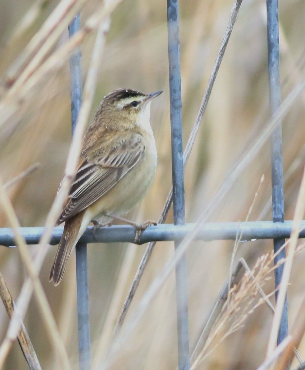 Sedge Warbler - ML645773918