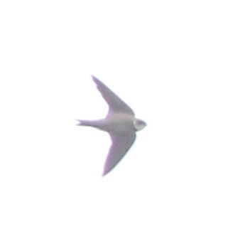 Bank Swallow - ML645773926