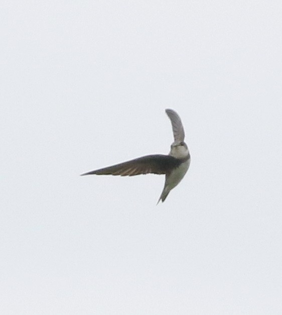 Bank Swallow - ML645773928