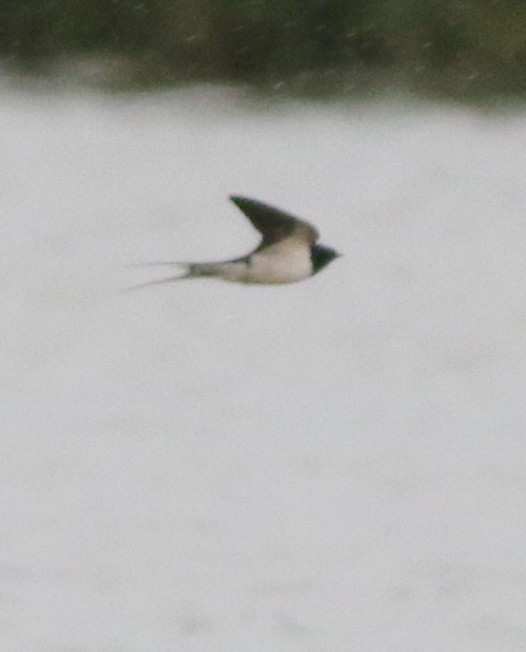 Barn Swallow - ML645773932