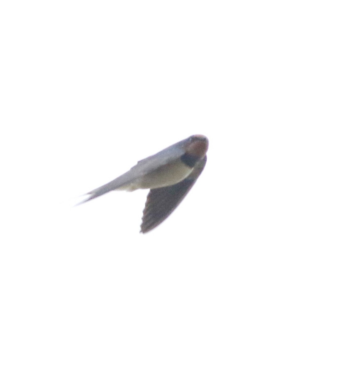 Barn Swallow - ML645773933