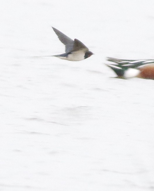 Barn Swallow - ML645773934