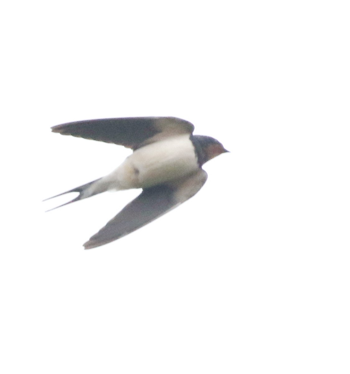 Barn Swallow - ML645773935