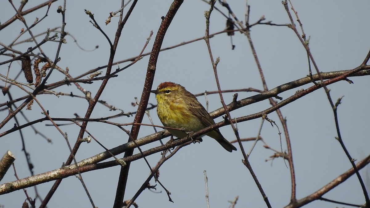 Palm Warbler - ML645773962