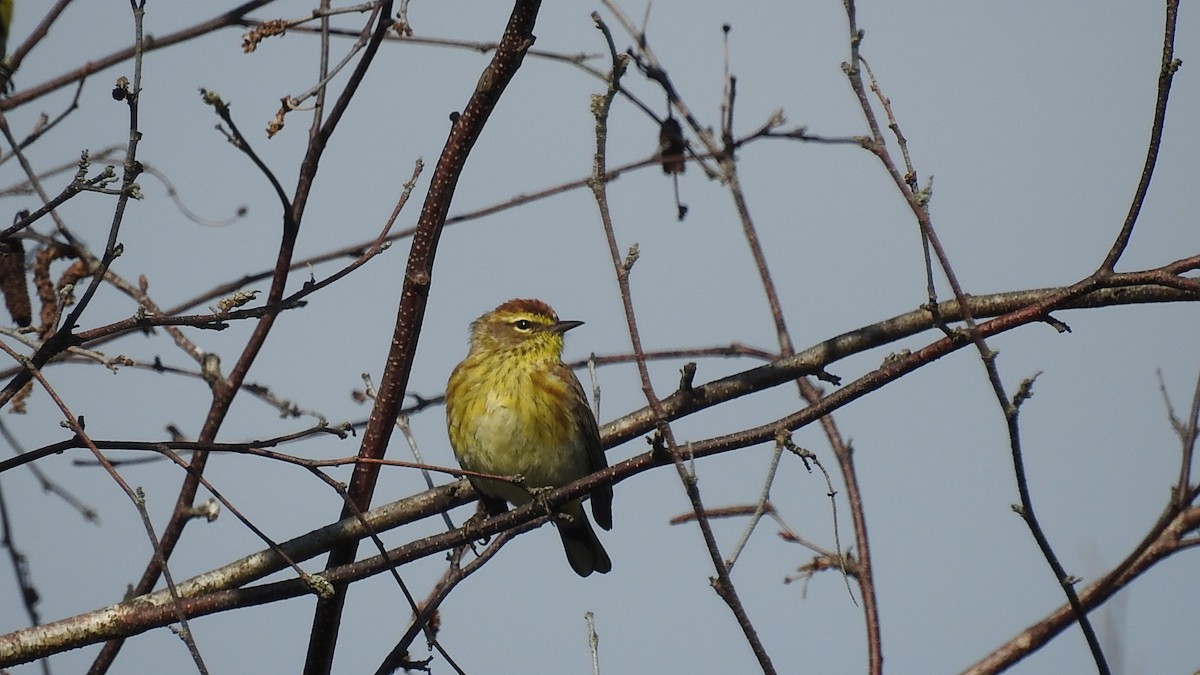 Palm Warbler - ML645773963