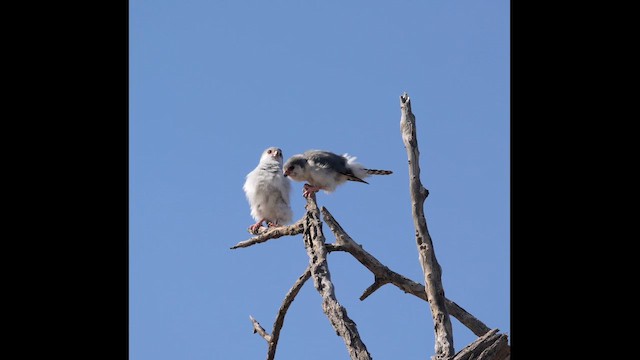 Pygmy Falcon - ML645773966