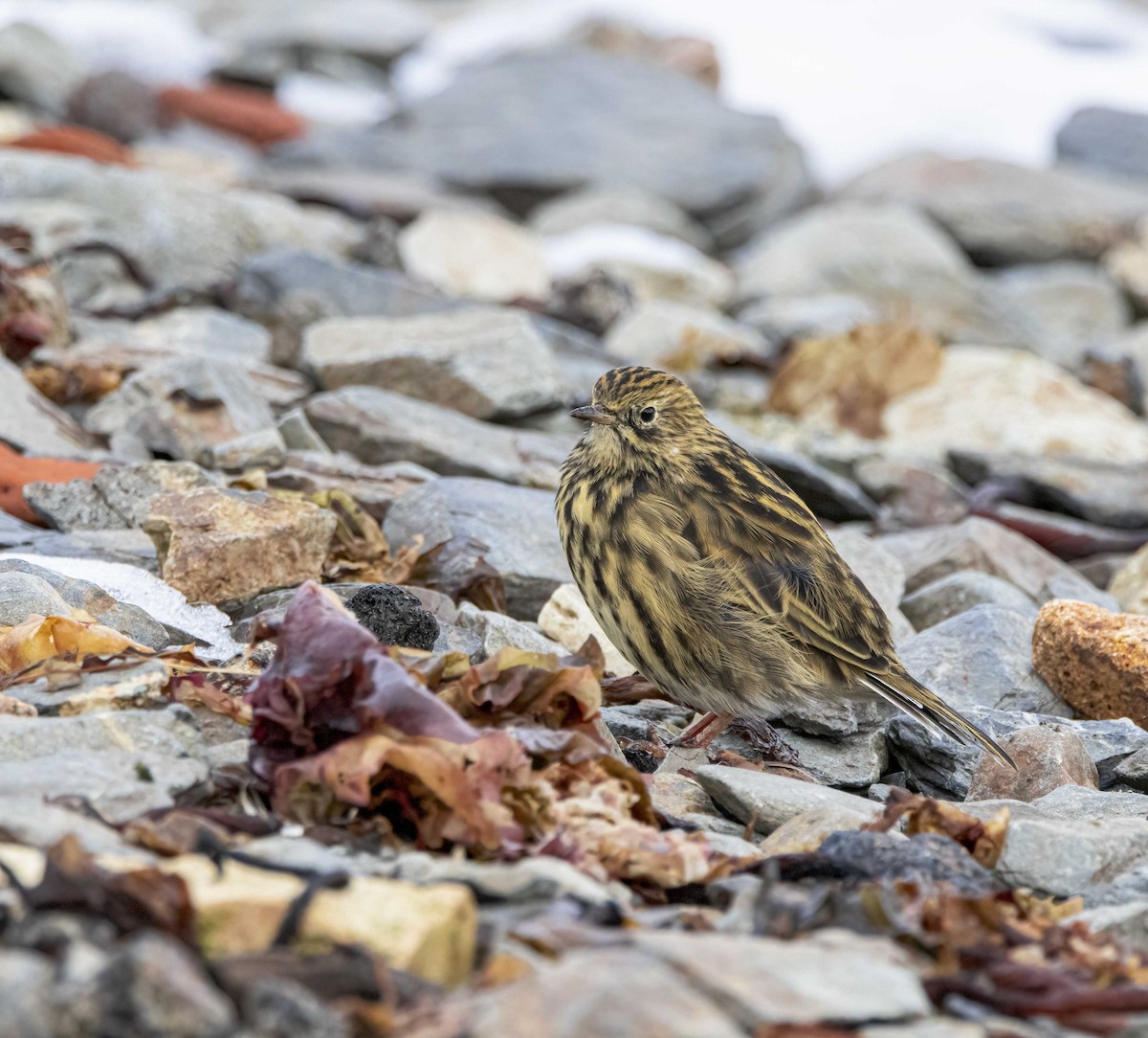 South Georgia Pipit - ML645773967