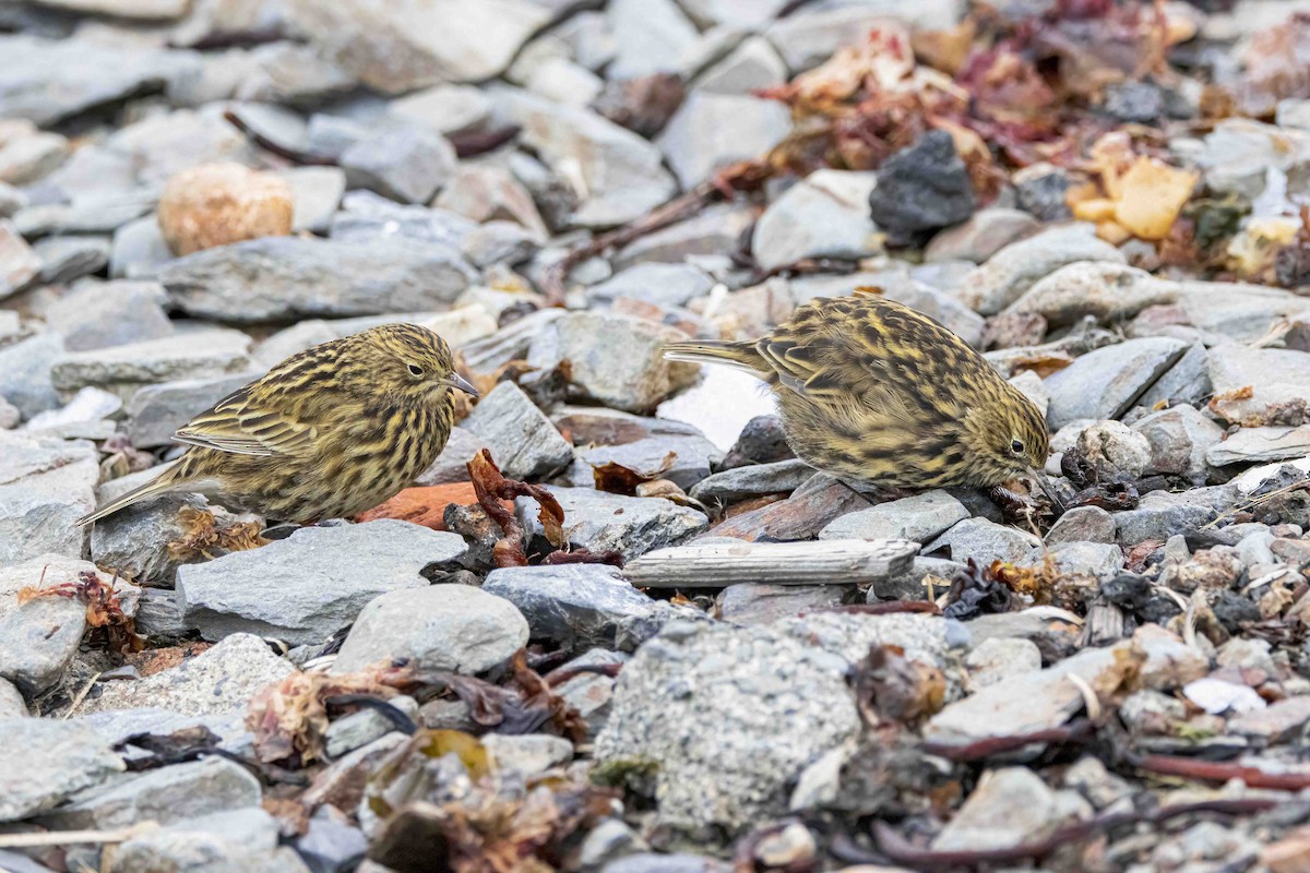 South Georgia Pipit - ML645773976