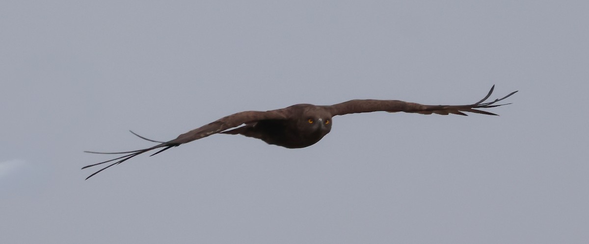 Brown Snake-Eagle - ML645773982