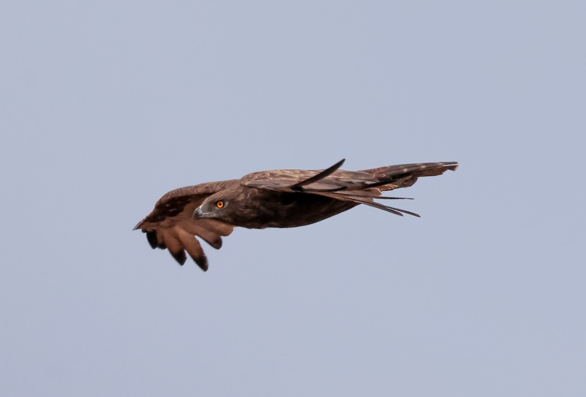 Brown Snake-Eagle - ML645773983
