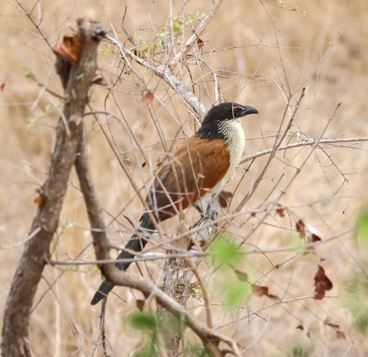 Burchell's Coucal - ML645773995