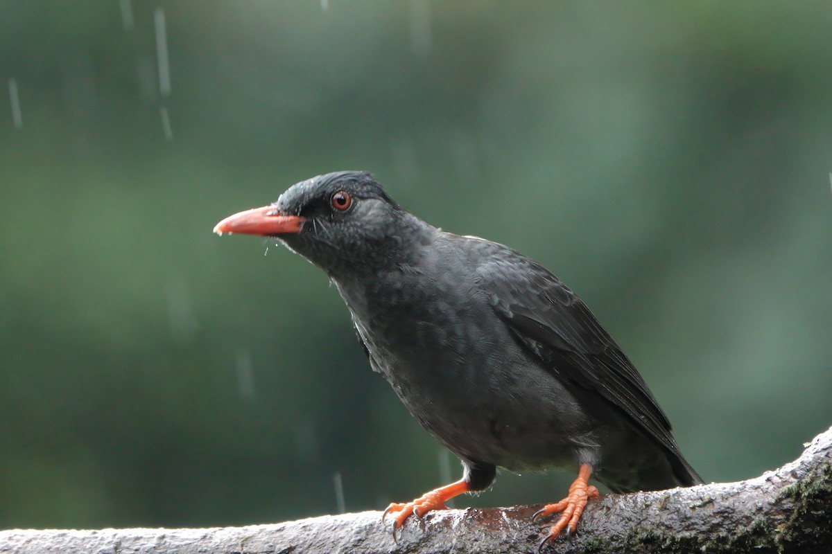 Горована індійська - ML645773997