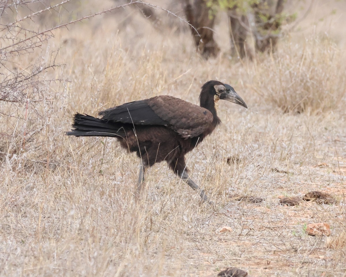 Southern Ground-Hornbill - ML645774002