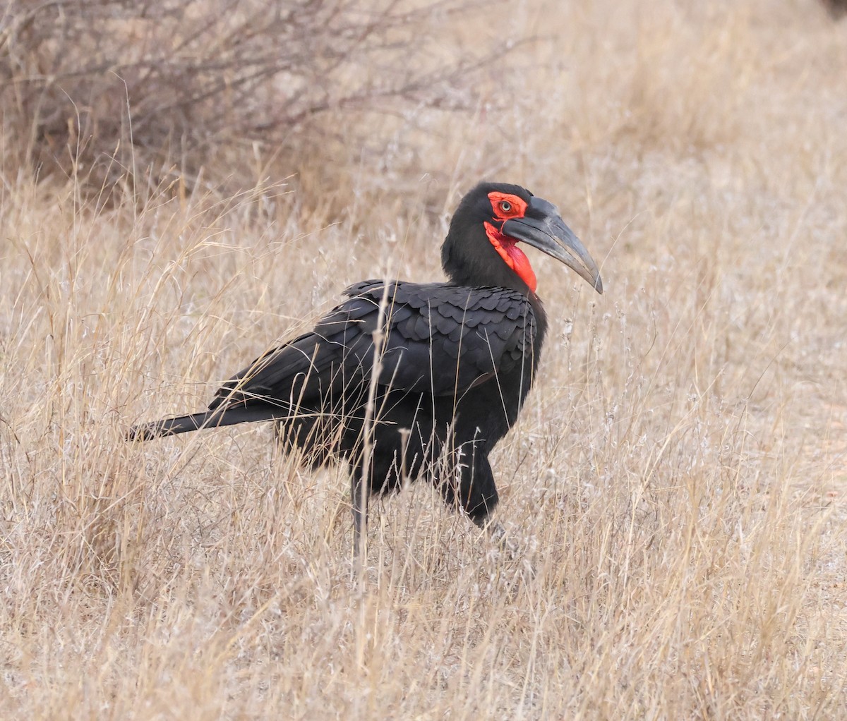 Southern Ground-Hornbill - ML645774003