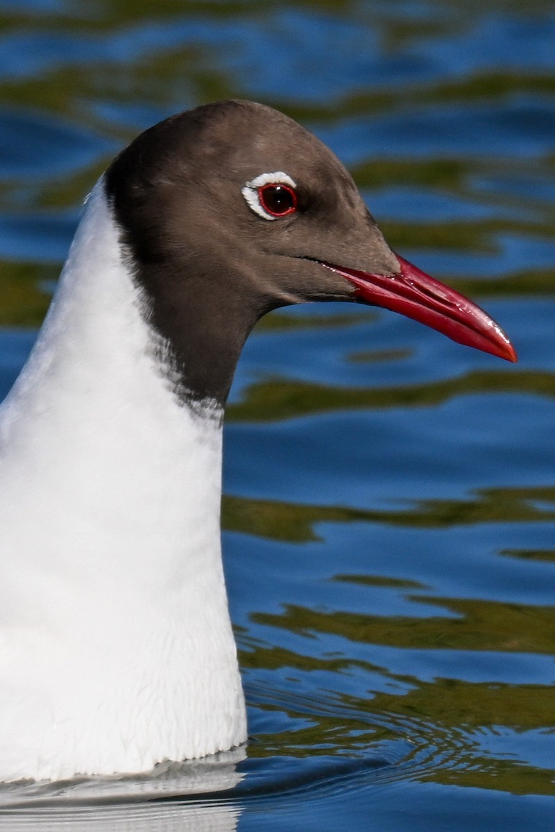 Black-headed Gull - ML645774009