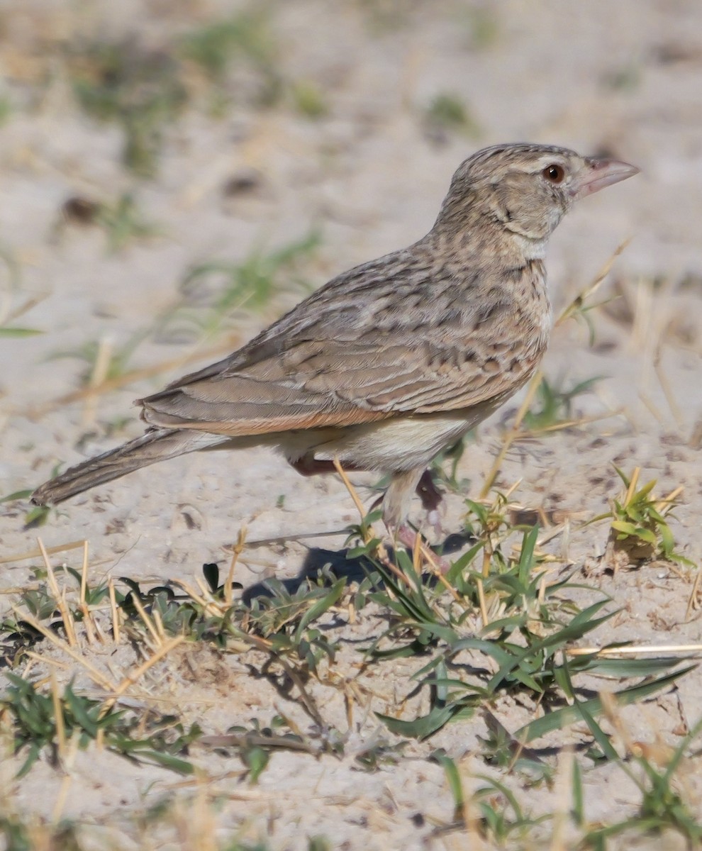 Ostklapperlerche - ML645774019