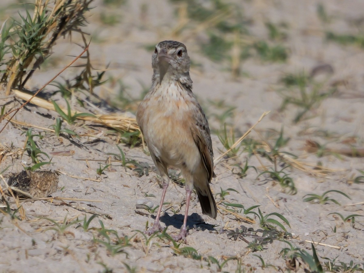 Ostklapperlerche - ML645774020