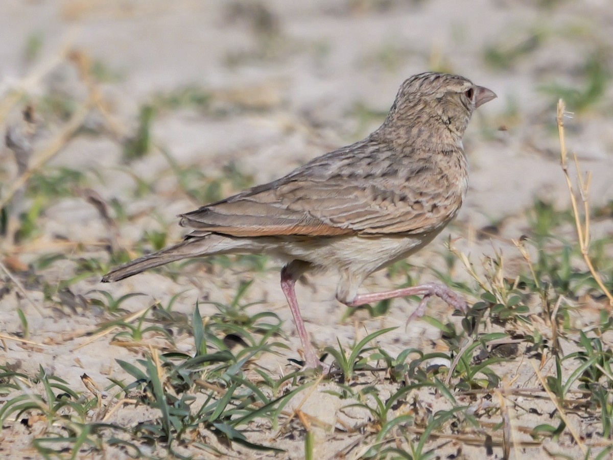 Ostklapperlerche - ML645774021