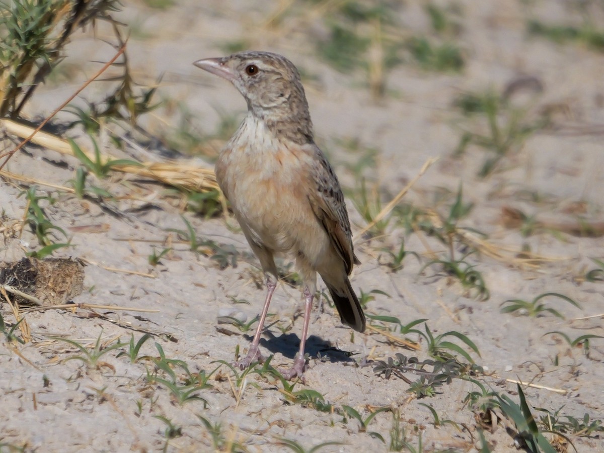 Ostklapperlerche - ML645774022