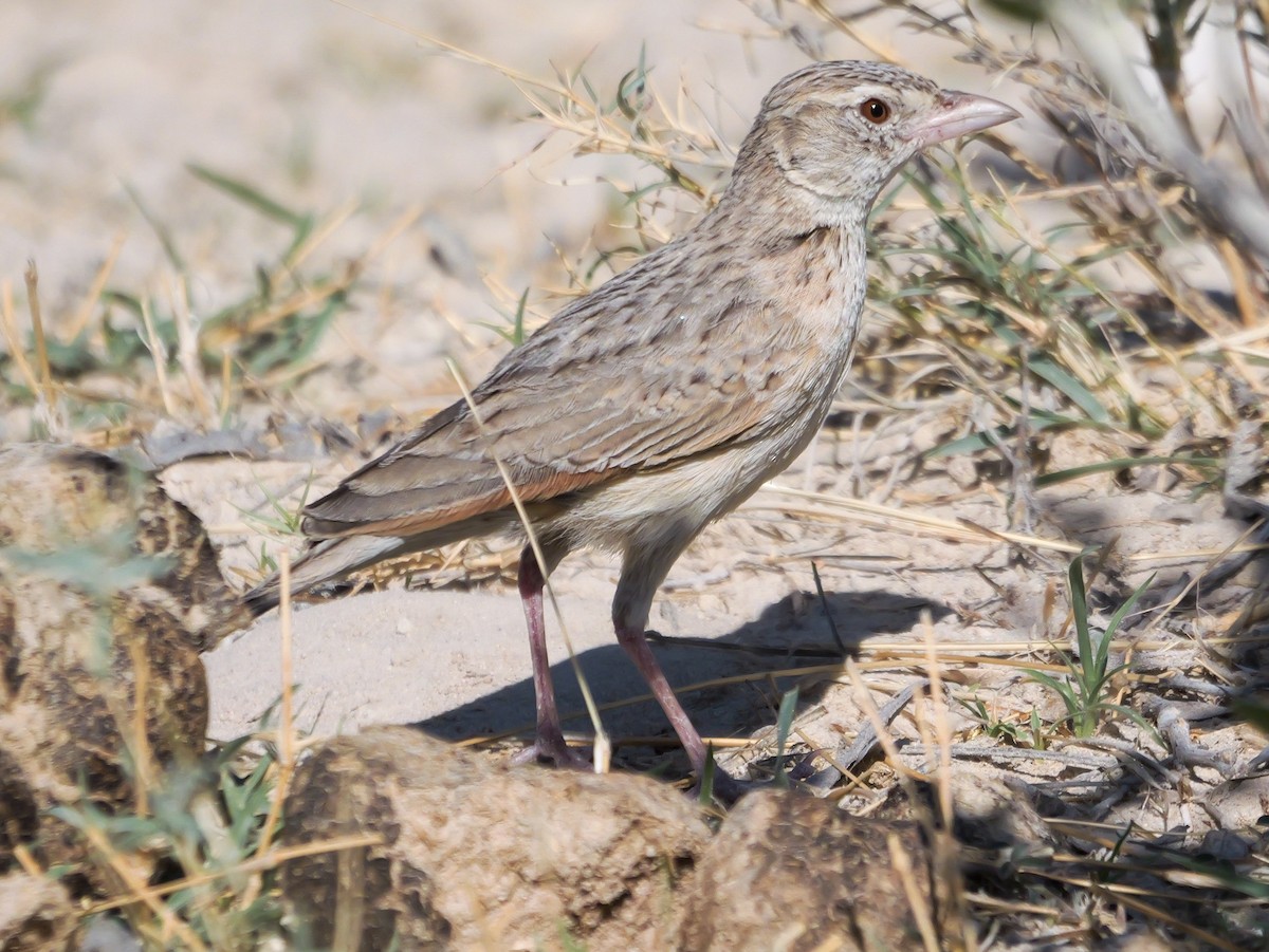 Ostklapperlerche - ML645774023