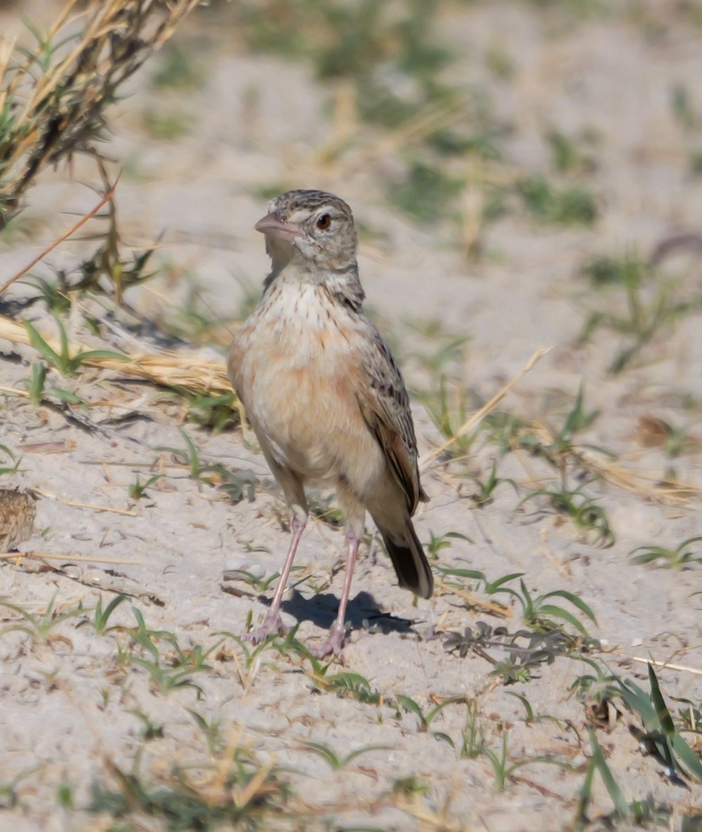 Ostklapperlerche - ML645774024