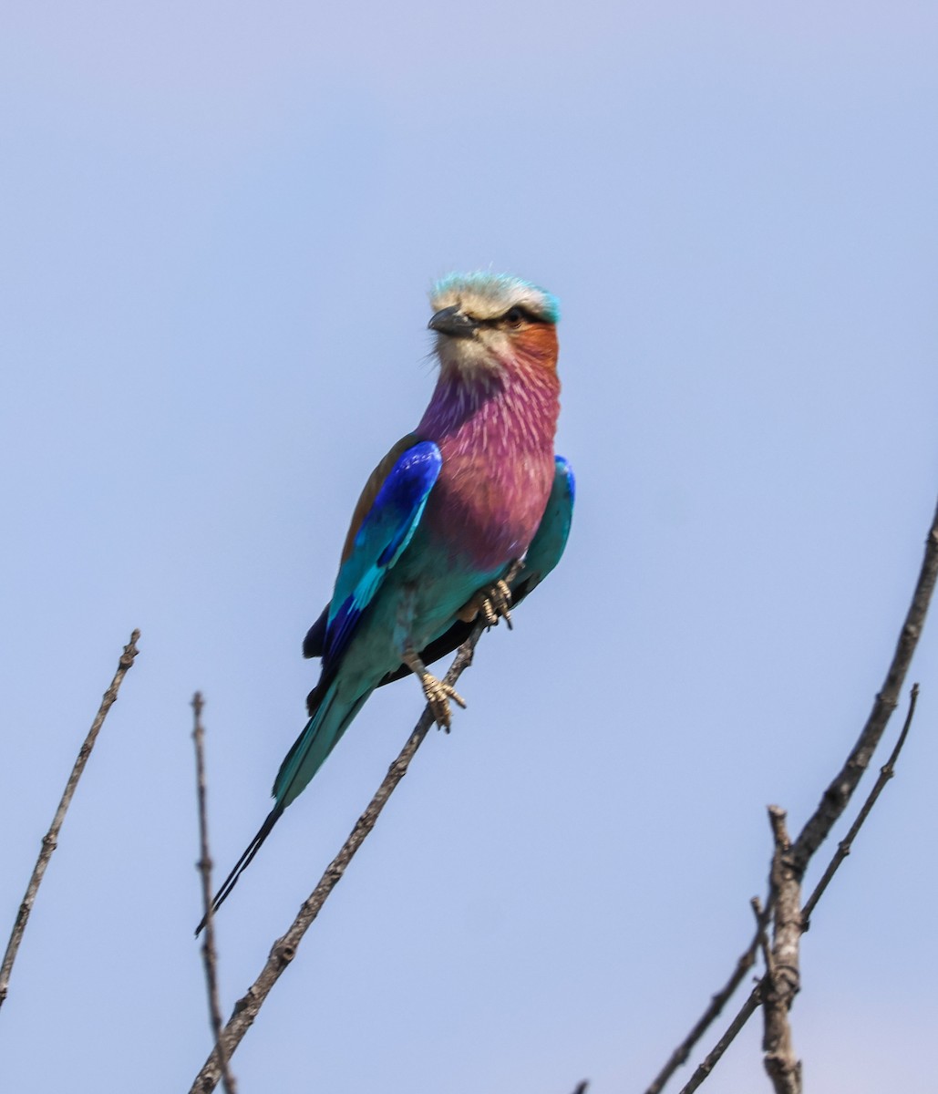 Lilac-breasted Roller - ML645774026