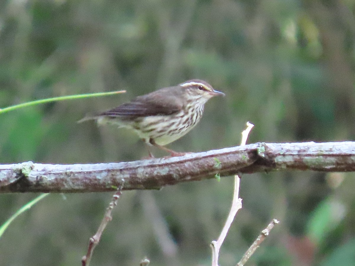 Northern Waterthrush - ML645774031