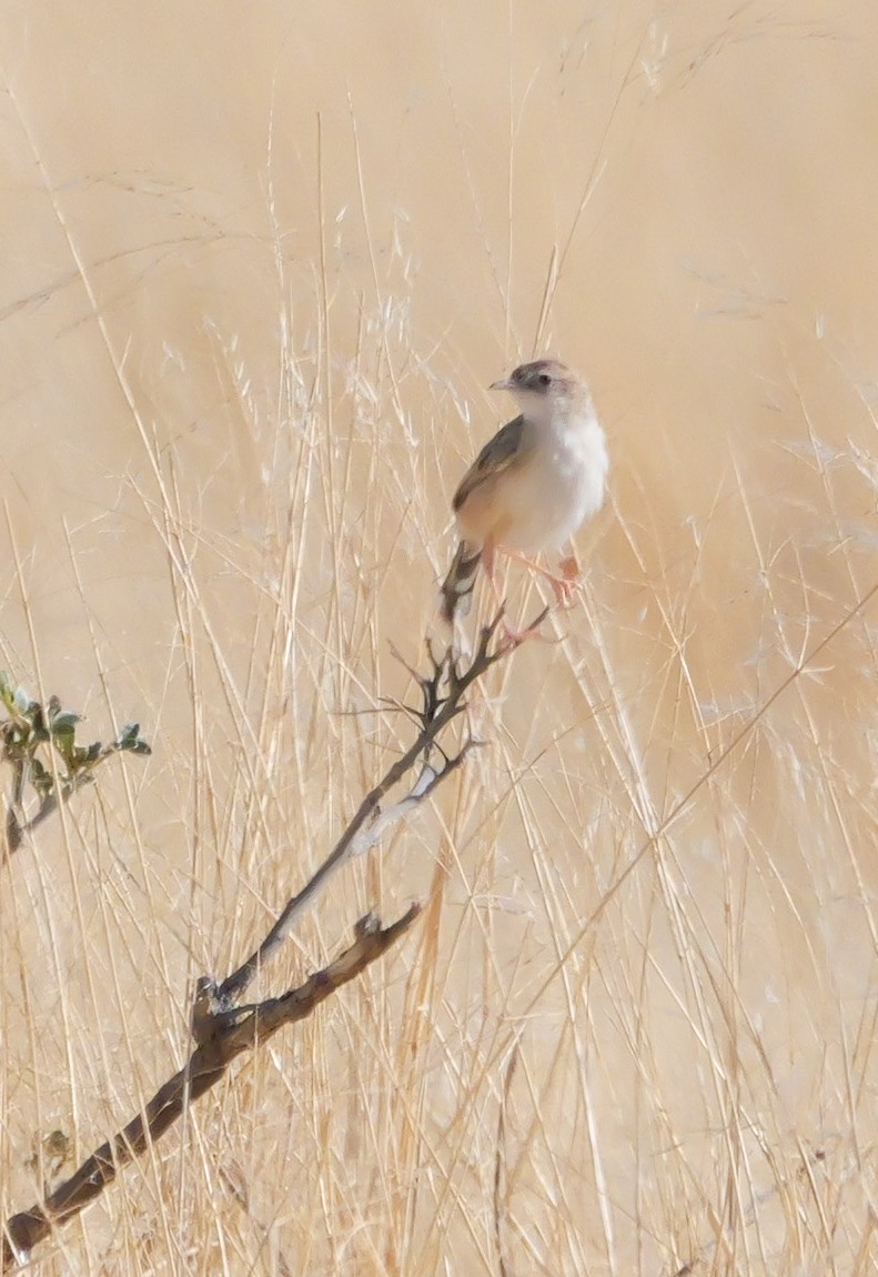 Desert Cisticola - ML645774033