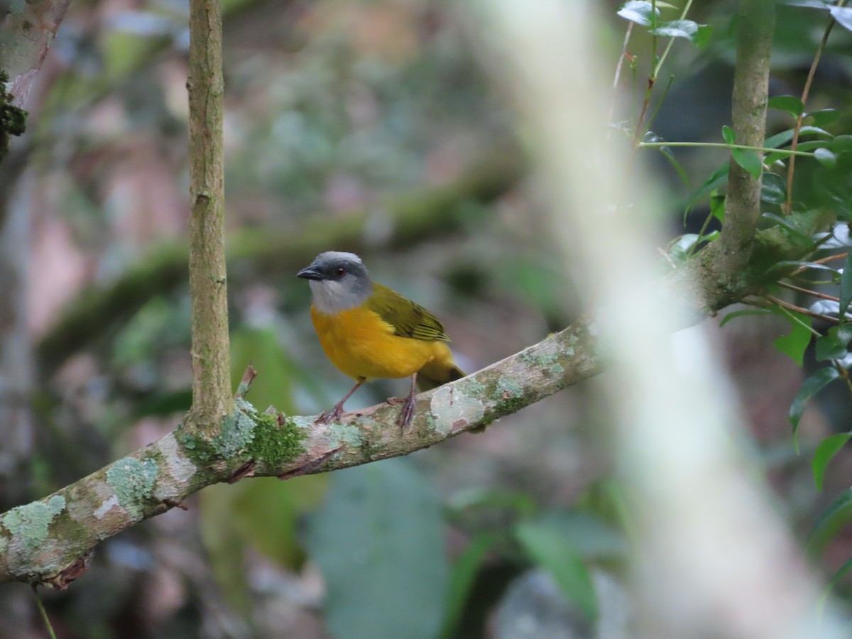Gray-headed Tanager - ML645774034