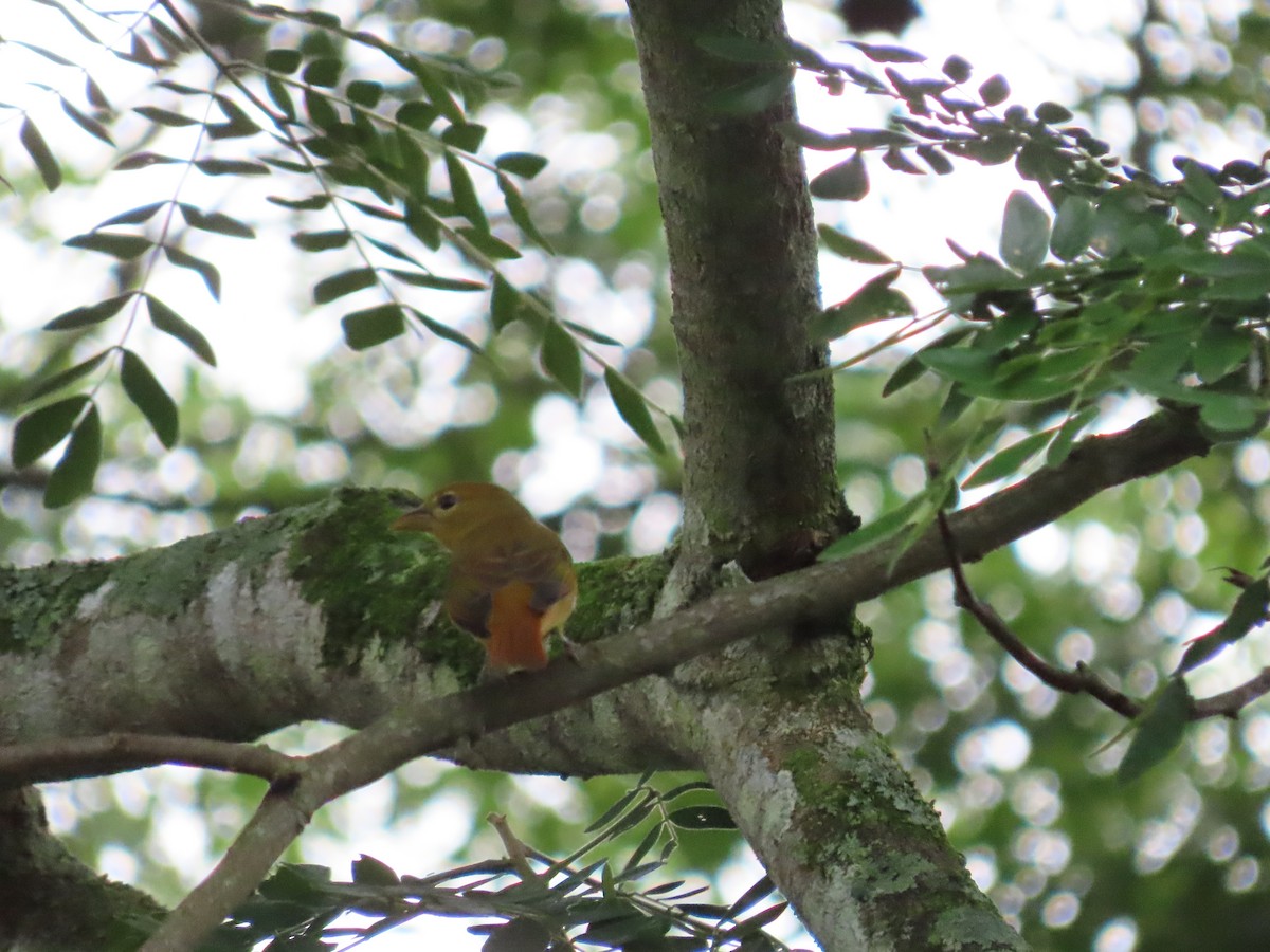 Summer Tanager - ML645774043