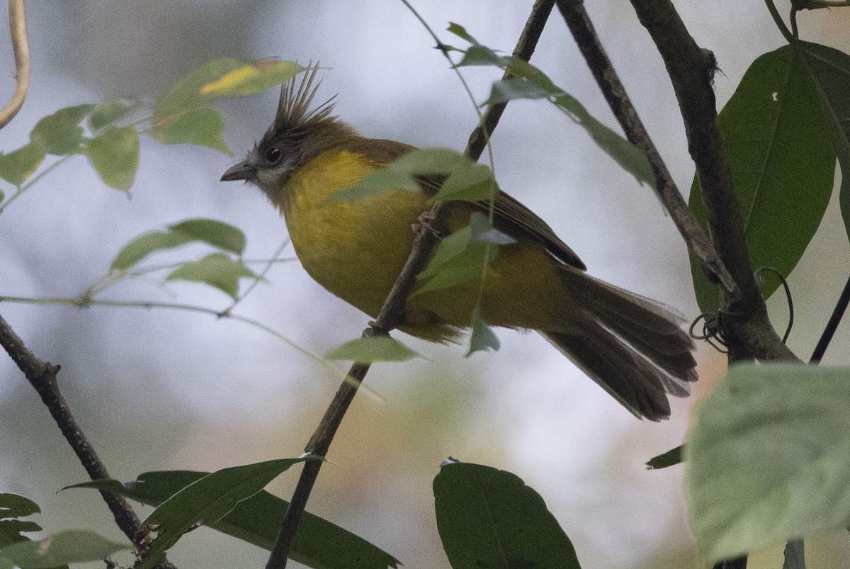 Bulbul flavéole - ML645774048