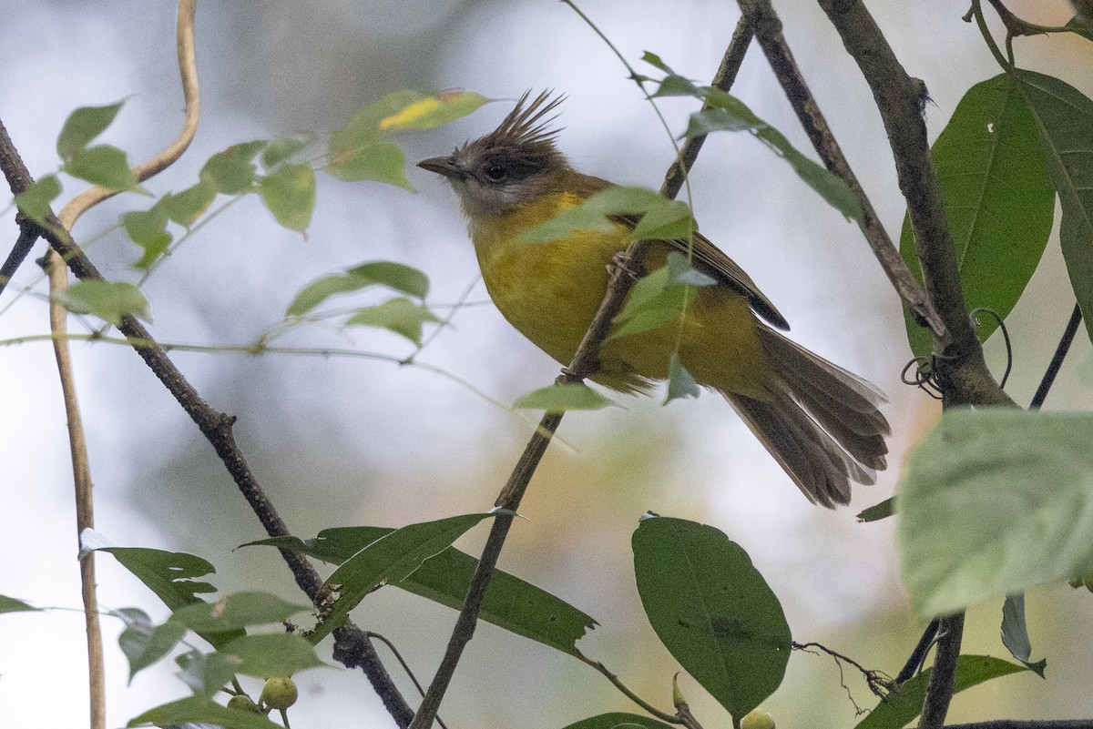 Bulbul flavéole - ML645774049