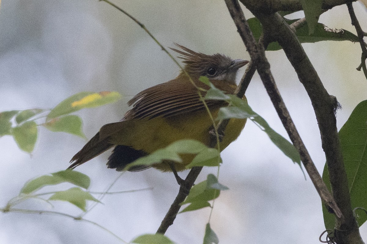 Bulbul flavéole - ML645774050