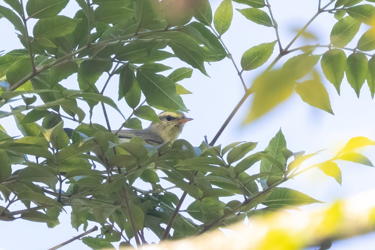 Tickell Çıvgını - ML645774051