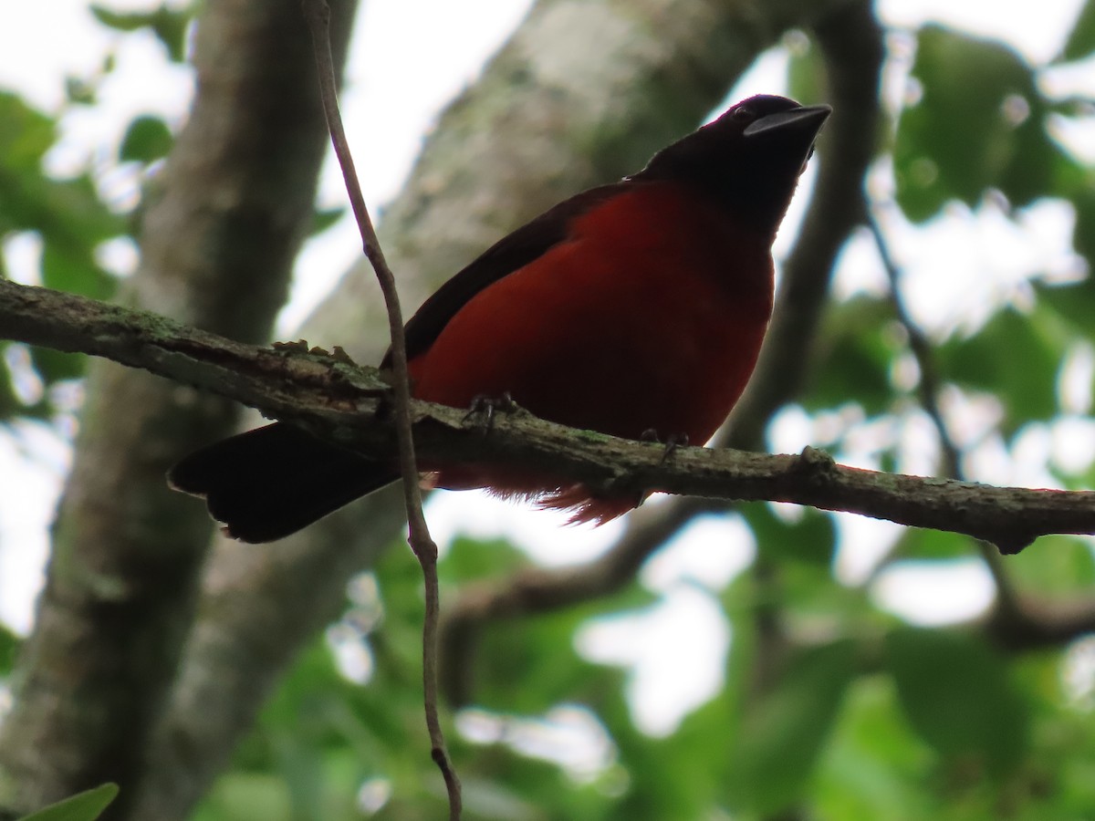 Crimson-backed Tanager - ML645774055