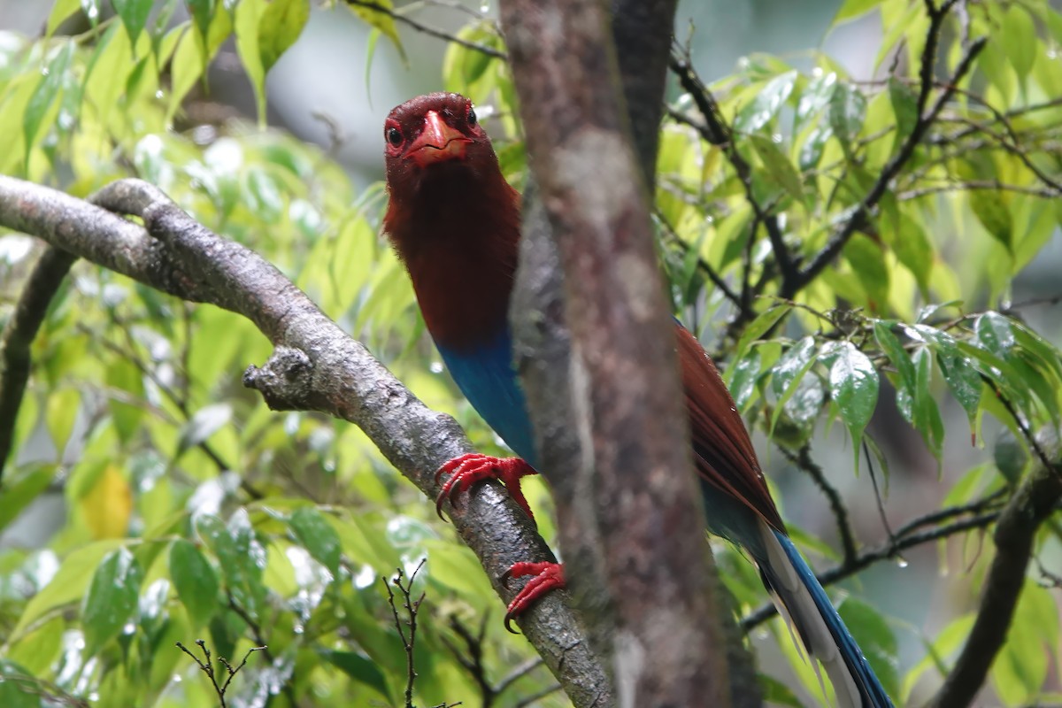 Sri Lanka Blue-Magpie - ML645774056