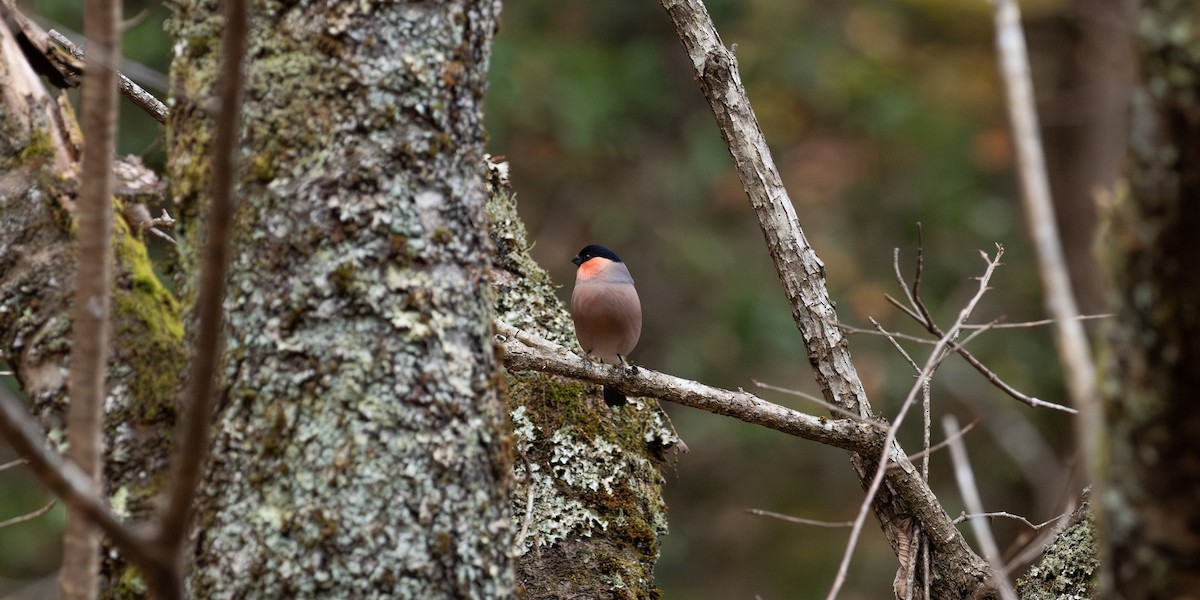 dompap - ML645774057