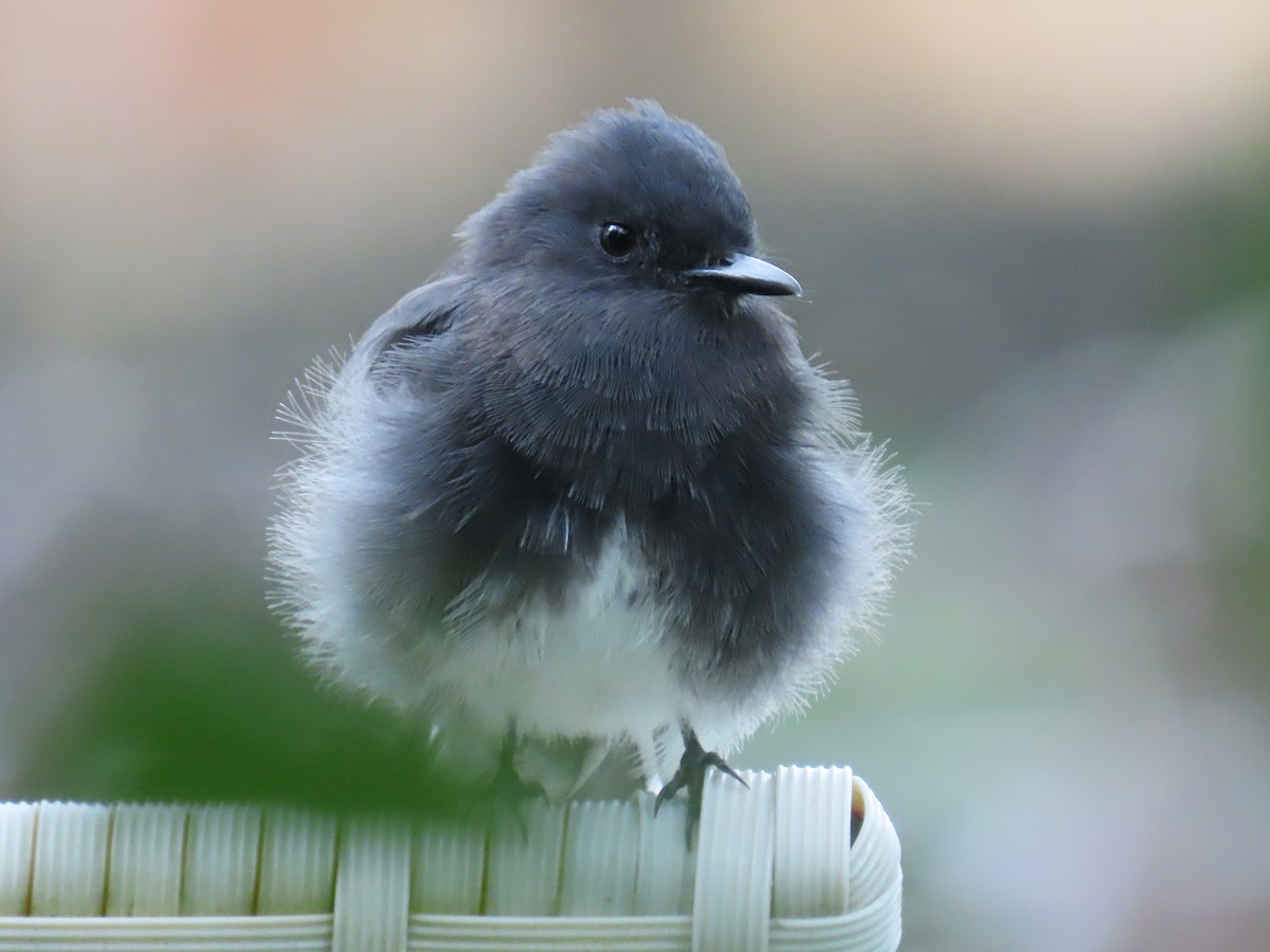 Black Phoebe - ML645774062